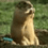 _PD_Gopher
